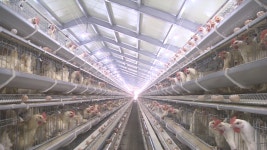 경기 김포 산란계 농장서 고병원성 AI 확진…전국 13번째