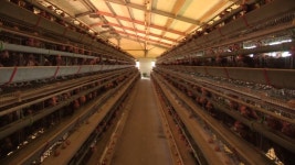 경기 화성 산란계 농장서 고병원성 AI 의심 신고