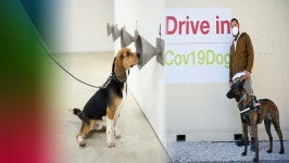 냄새로 코로나19 잡는 탐지견