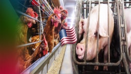 美 캘리포니아 동물복지법 시행 논란