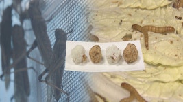 미래 식량 식용곤충, 대중화 활발