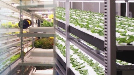 도시에서 1년 내내 생산…수직농장 주목