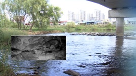 오산 수달 정착 정황…오산시, 보호책 강화