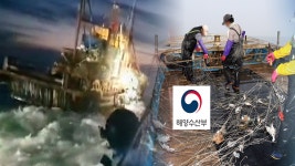 연평 꽃게 어민 울리는 어획량 제한…폐기해야