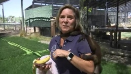 [오늘의 세계] 美 911 구조 센터에 장난전화한 범인은?