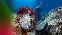 하와이, 미국 최초의 산호 보험 가입