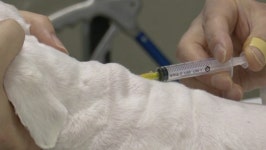 동물병원·동물미용실, 일상 속 더 가까이…규제 완화