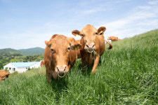 농촌진흥청, 한우 200마리 한우연구소 초지에 방목