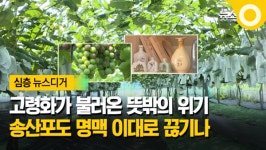 [한 뼘 더1] 고령화가 부른 위기…송산포도 맥 끊길라