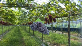 6년 만에 돌아온 안산 대부포도축제