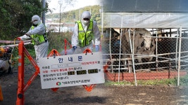 럼피스킨병 확산세…17건 확진에 방역 총력