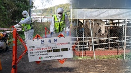 럼피스킨병 확산세…17건 확진에 방역 총력