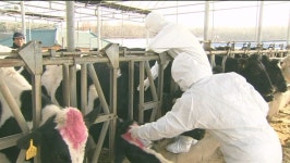 인천 강화군 축사 1곳…소 럼피스킨병 추가 확진