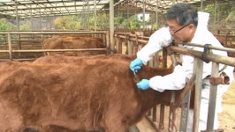 경기도, 럼피스킨병 백신 전 농가에 긴급 접종