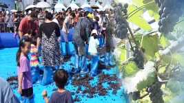 대부에서 놀자 안산 대부포도축제 28~29일