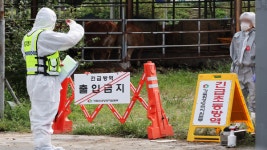 경기도, 안성 럼피스킨 방역대 이동제한 해제