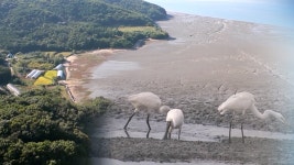 [기후행동-블루카본(1)] 서해 갯벌 국제 인증 서둘러야