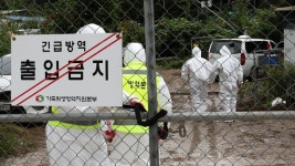 양주서 또 아프리카돼지열병…지난달부터 3차례 발생