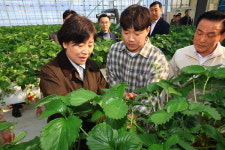 [포토] 송미령 장관, 충남 논산 딸기 스마트팜 현장방문