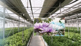 대표 국화 백강, 국내 넘어 해외로