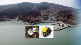 안산 풍도에 야생화 활짝…봄기운 가득