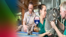 호주, 부상 동물 구조 했지만…병원 수용 한계