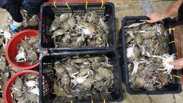 연평도 꽃게 조업 연장 무산…해수부, 불가 통보