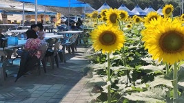 [OBS 인섬 뉴스] 황금빛 평화 넘실…해바라기 축제로 활기