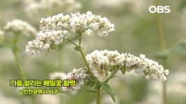 메밀꽃으로 물든 인천 왕길동...가을 정취 물씬