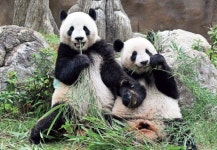 중일 갈등 속 일본 마지막 판다 2마리도 조기 반환