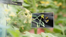 K- 뒤영벌 국산화 넘어 세계 시장 겨냥