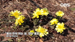 봄이 먼저 피는 섬, 안산 풍도