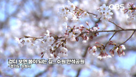 걷다 보면 봄이 되는 길…수원 만석공원