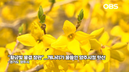 노란 봄이 왔다…양주시청 뒤 개나리 군락, 황금빛 물결 장관