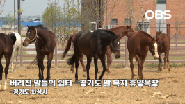 경주마에서 휴양마로…경기도 말 복지 휴양목장