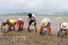 도담도담 후원 위해 사찰서 통일쌀 경작