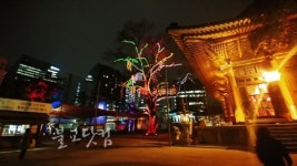 회화나무도 잠들고 싶어요