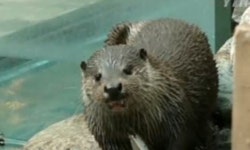 해달과 수달은 어떻게 구분할까?