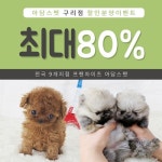구리, 남양주, 의정부, 별내 강아지분양 아담스펫, 포메라니안, 토이푸들 할인진행