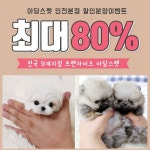 인천, 시흥, 광명, 안산 강아지 고양이분양 아담스펫, 말티즈, 포메 선보여