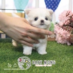 미니 강아지분양(포메라니안, 비숑프리제, 토이푸들, 말티즈) 애견샵 베이비몽