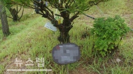 정안의전장례써비스 | 정안 수목장 유골함 불법 안치 분쟁, 유족들 빠른 해결 원해