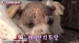 동물농장, 무모(毛)한 삼형제 강아지 출연…생후 2개월인데 어쩌다