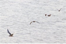 한려해상 인근서 멸종위기 야생생물Ⅰ급 흰꼬리수리 발