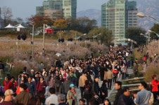 18일부터 서울억새축제, 대중교통으로 오세요
