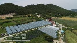 뽕디이레농원, 무설탕 프리미엄 뽕디 뽕잎가루로 우수한 한국 농산물 알린다