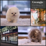 전국 지점에 위치하여 다양한 고양이분양, 강아지분양 혜택을 선보이고 있는 프리미엄 애견샵 미유펫 화제