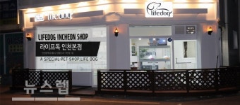 인천 강아지분양 라이프독 중대질병과 품종 보증서비스를 선봬··· 애견분양 희망자 호평