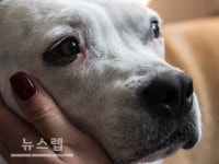 언젠가 마주하게 될 이별…더케어펫, 반려동물 장례식장 서비스 진행