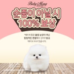 베이비몽, 강아지분양, 애견분양 할인 및 순종 이벤트